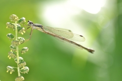 Lestes forcipatus