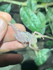 Pristimantis diadematus