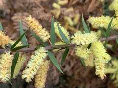 Acacia oxycedrus