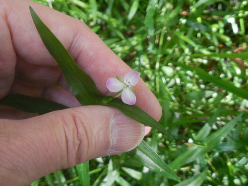 Wartremoving herb (Murdannia keisak)