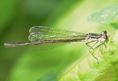 Lestes forcipatus
