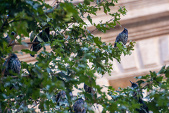 Sturnus vulgaris