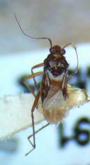 Gerromorpha