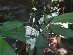 Psolodesmus mandarinus