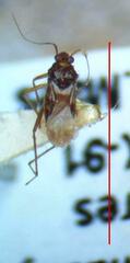 Gerromorpha