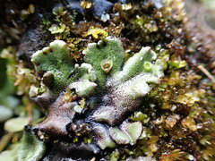 Marchantia polymorpha montivagans