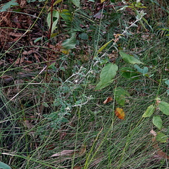 Xanthosia pilosa