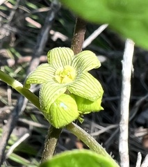 Matelea edwardsensis