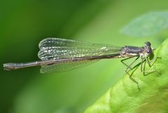 Lestes forcipatus