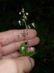 Tiarella trifoliata