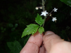 Tiarella trifoliata