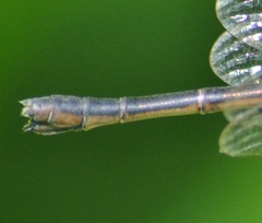 Lestes forcipatus