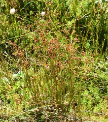Cladium mariscoides