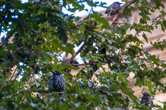 Sturnus vulgaris