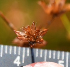 Cladium mariscoides