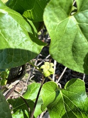 Matelea edwardsensis