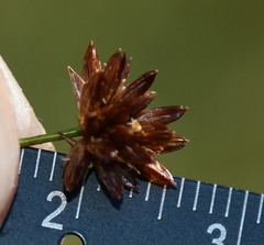 Cladium mariscoides
