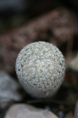 Mammillaria pectinifera