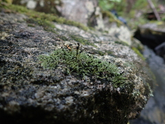 Pilophorus acicularis