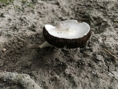 Agaricus campestris