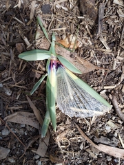 Tropidoderus childrenii