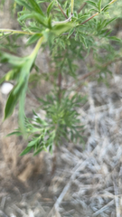 Bassia scoparia