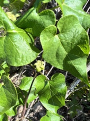 Matelea edwardsensis