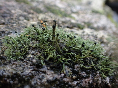 Pilophorus acicularis