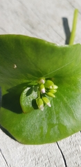 Claytonia perfoliata