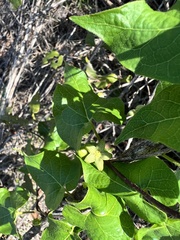 Matelea edwardsensis