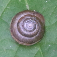 Euomphalia strigella