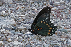 Limenitis arthemis arizonensis