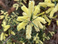 Acacia oxycedrus