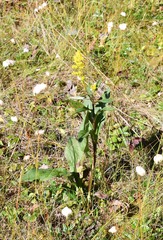 Solidago uliginosa