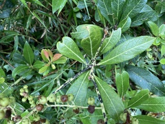 Pieris japonica taiwanensis
