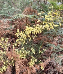 Acacia oxycedrus
