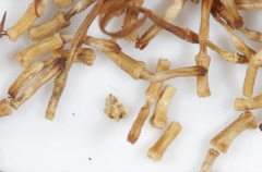 Aphanostephus riddellii