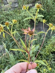 Bidens tripartita
