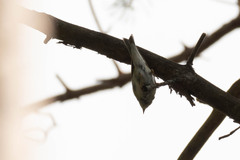 Phylloscopus sibilatrix
