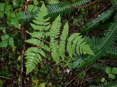 Gymnocarpium