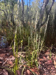 Philydrum lanuginosum