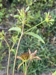 Bidens tripartita