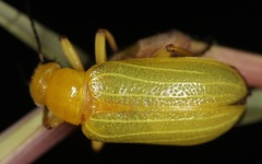 Zonitis dunniana