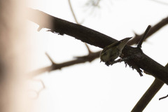 Phylloscopus sibilatrix