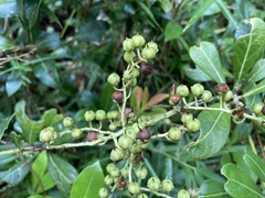 Pieris japonica taiwanensis