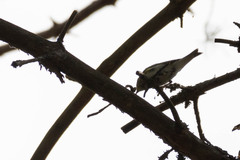 Phylloscopus sibilatrix