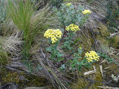 Monticalia andicola