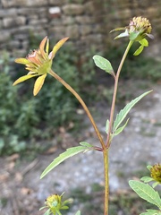 Bidens tripartita