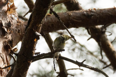 Phylloscopus sibilatrix