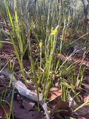 Philydrum lanuginosum